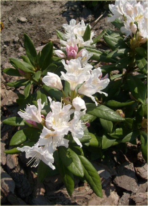 Rododendron wielkokwiatowy Cunninghams White - Rhododendron Cunninghams White